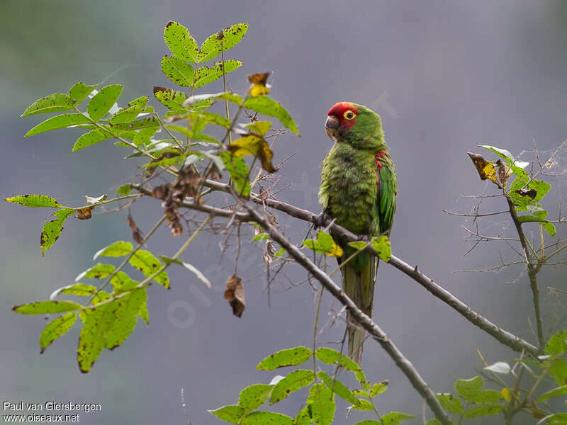 Red-masked Parakeetadult, identification