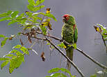 Conure à tête rouge