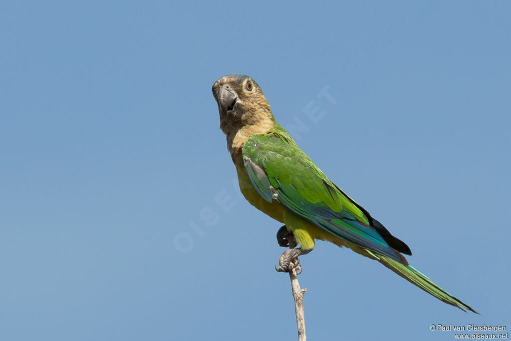 Brown-throated Parakeetadult