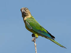 Brown-throated Parakeet