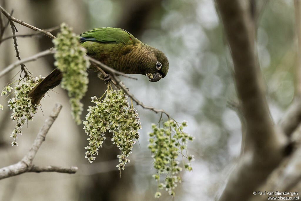 Blaze-winged Parakeetadult