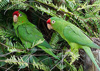 Conure de Finsch