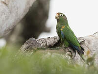 Conure de Santa Marta