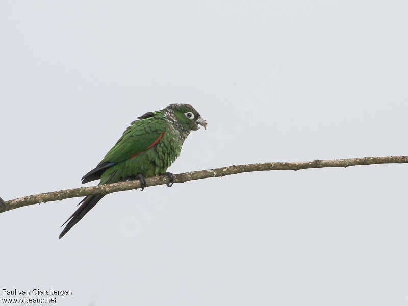 Maroon-tailed Parakeetadult, identification