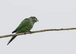 Conure de Souancé