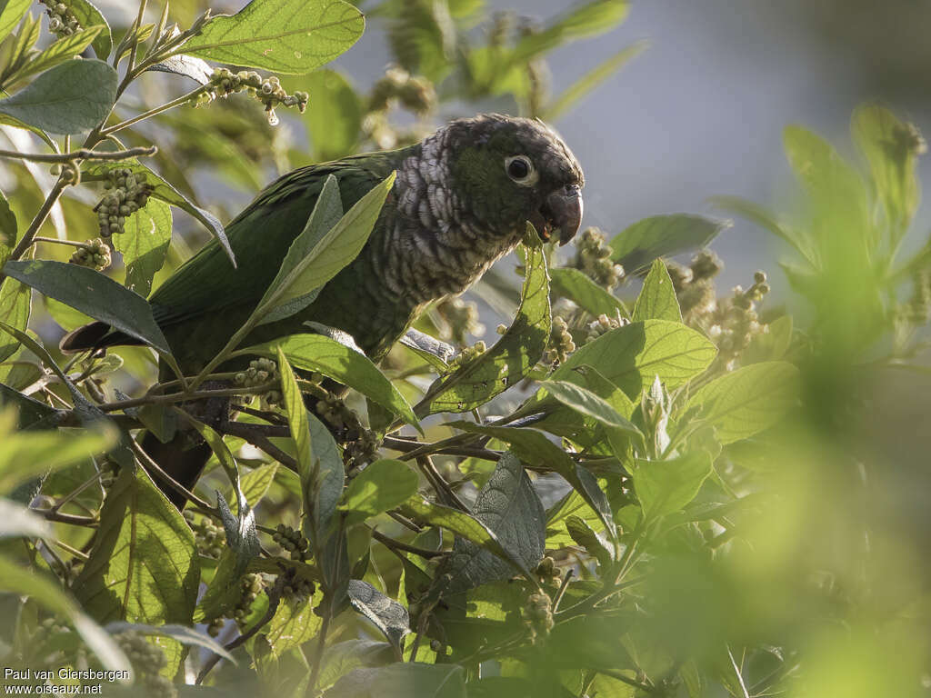 Conure de Souancéadulte, habitat, régime