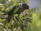 Conure de Souancé