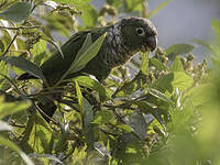 Conure de Souancé