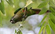 Conure de Vieillot