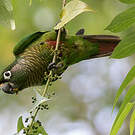 Conure de Vieillot