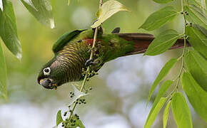 Maroon-bellied Parakeet