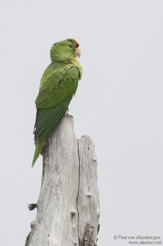 Conure de Wagleradulte