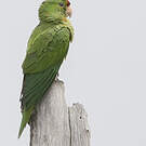 Conure de Wagler