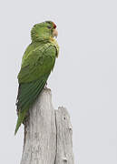 Scarlet-fronted Parakeet