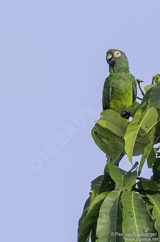 Dusky-headed Parakeetadult