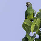 Conure de Weddell