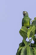 Dusky-headed Parakeet