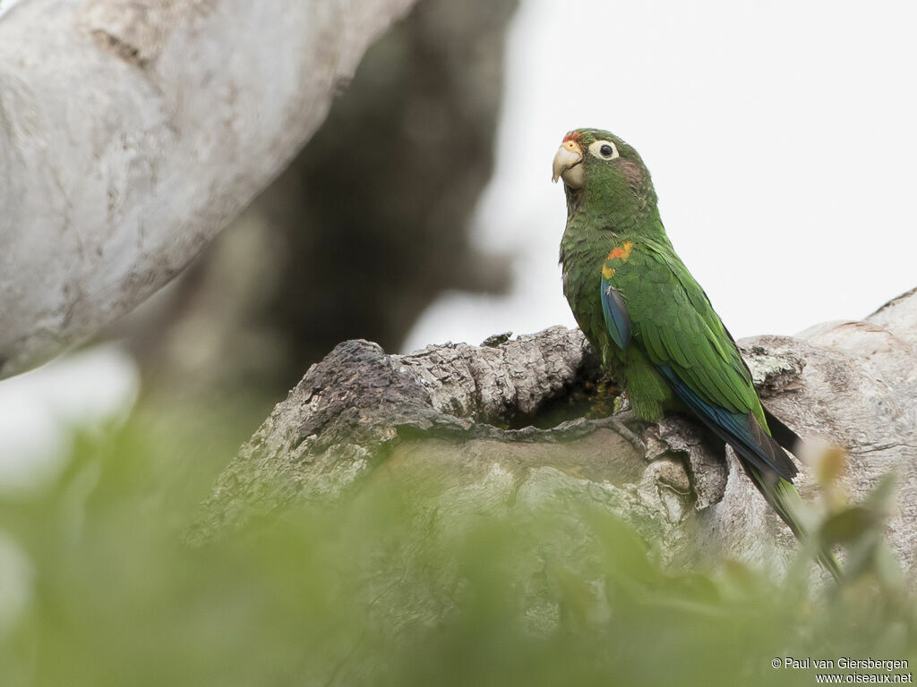 Conure des Santa Martaadulte