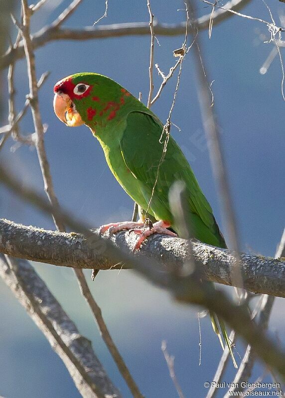 Conure mitrée