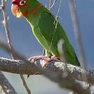 Conure mitrée