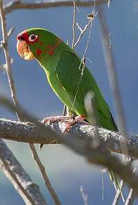 Conure mitrée