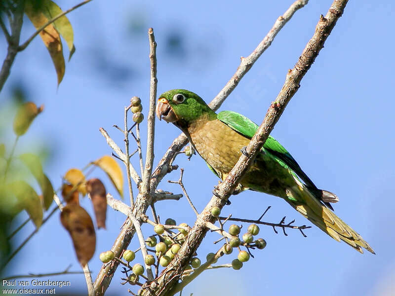 Conure naineadulte, mange