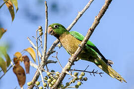 Olive-throated Parakeet