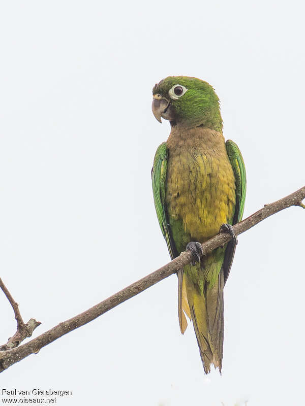 Olive-throated Parakeetadult, close-up portrait