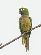 Olive-throated Parakeet