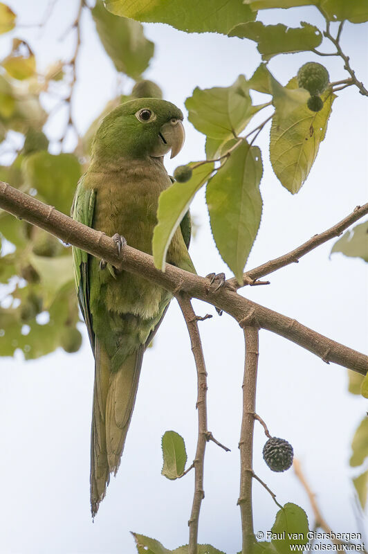 Olive-throated Parakeetadult