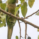Conure naine