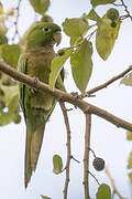 Olive-throated Parakeet