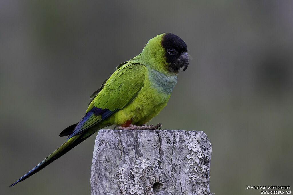 Conure nanday