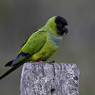 Conure nanday
