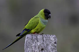 Nanday Parakeet