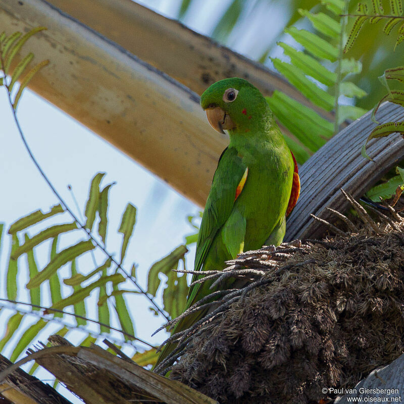 Conure pavouane