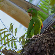 White-eyed Parakeet