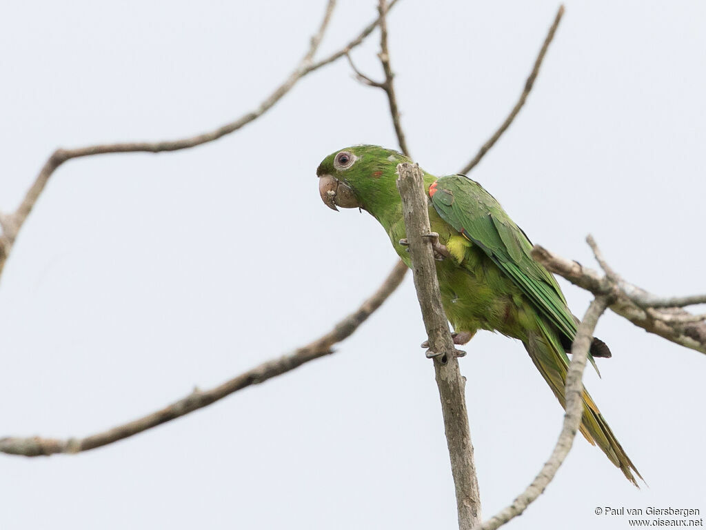 Conure pavouane