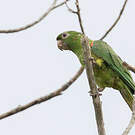 Conure pavouane