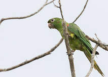 Conure pavouane