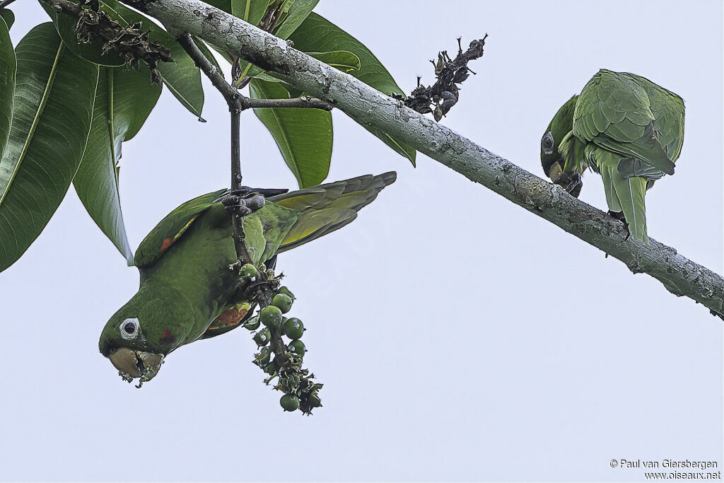 Conure pavouaneadulte