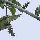 Conure pavouane