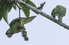 Conure pavouane