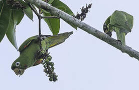 White-eyed Parakeet