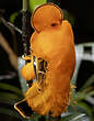 Coq-de-roche orange