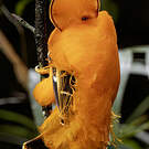 Coq-de-roche orange