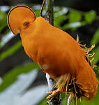 Coq-de-roche orange