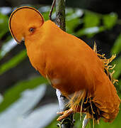 Coq-de-roche orange