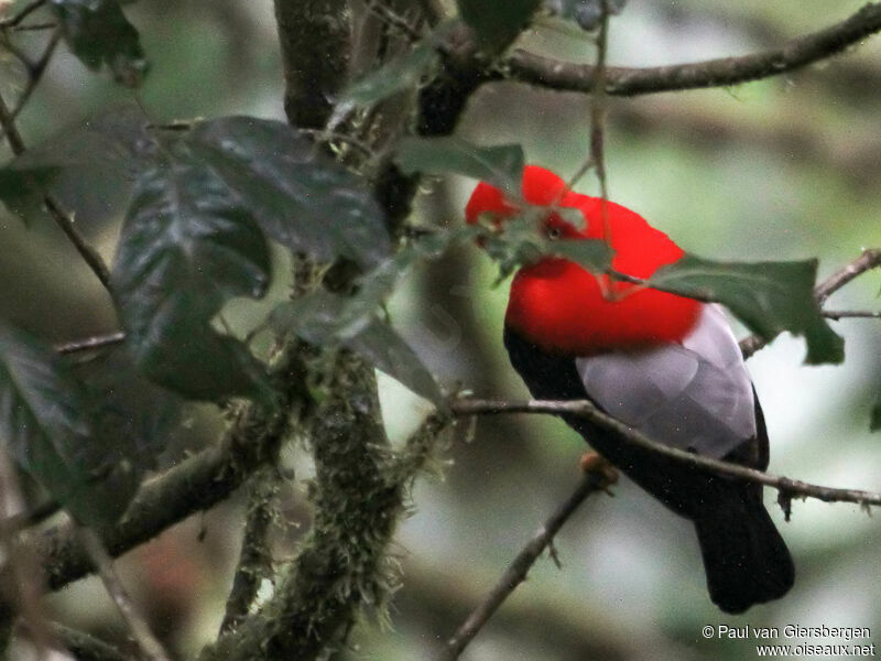 Andean Cock-of-the-rockadult