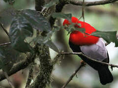 Andean Cock-of-the-rock